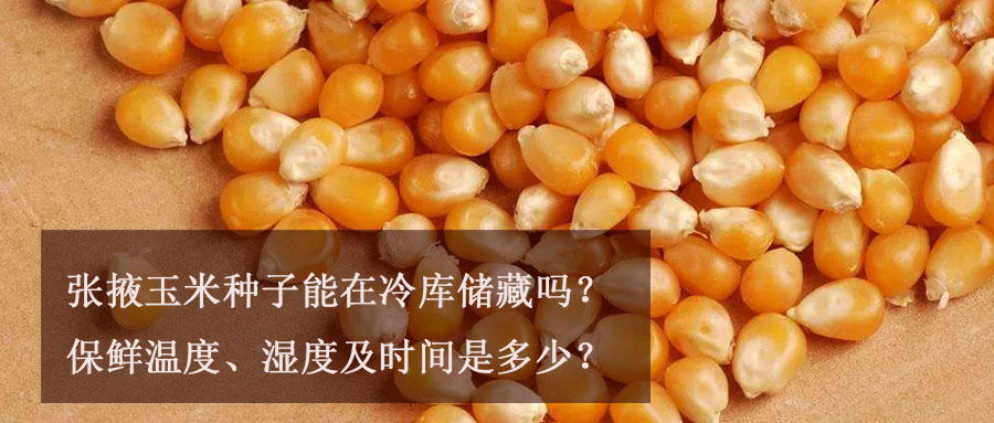 張掖玉米種子能在冷庫(kù)儲(chǔ)藏嗎？保鮮溫度、濕度及時(shí)間介紹