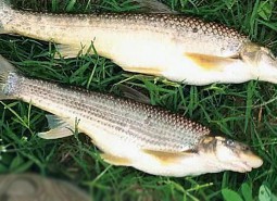 寧夏鴿子魚100平米冷凍庫設計安裝工程建造方案