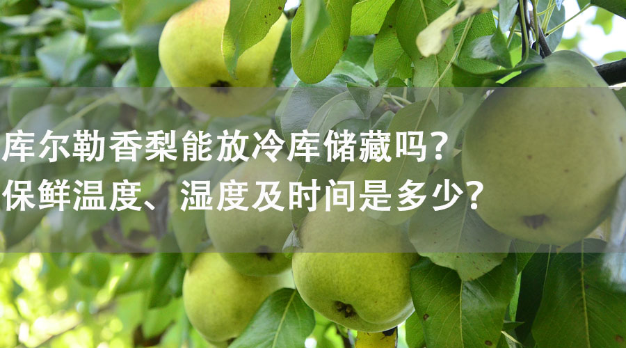 庫爾勒香梨能放冷庫儲藏嗎？保鮮溫度、濕度及時間是多少？