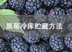 黑莓冷庫貯藏方法介紹！這樣做能保鮮45天不壞！