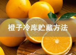 橙子冷庫可以貯藏多久？氣調(diào)庫保鮮5個月！